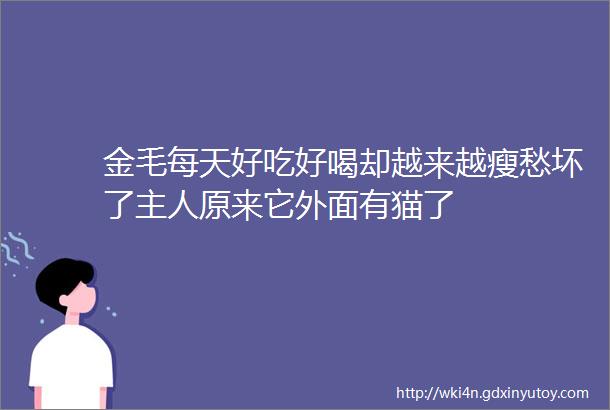 金毛每天好吃好喝却越来越瘦愁坏了主人原来它外面有猫了